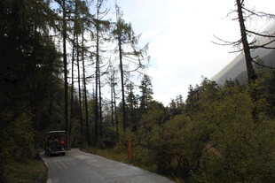 林间公路上行驶的车辆