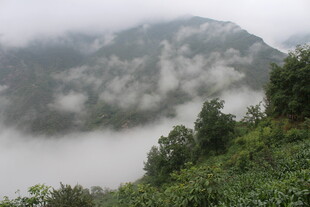 山间云雾缭绕的绿意景致