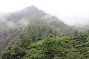 云雾缭绕的葱郁山峰