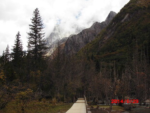 山间小径旁的茂密森林