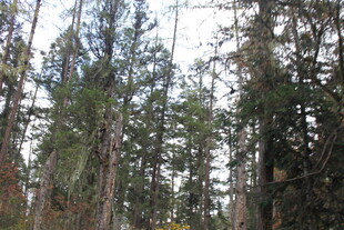 茂密森林中的高大树木