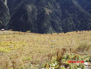 山间开阔草地景色