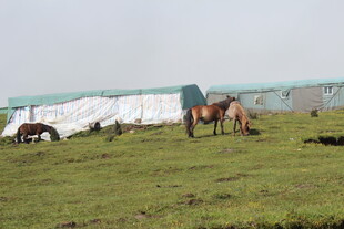 草原上的马匹与白色设施