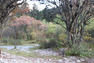 秋日林间小溪风景图