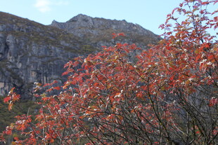 山间红枝映峻岭