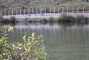 湖畔绿植与远处围栏景致