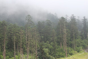 云雾缭绕的茂密森林