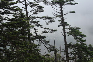 森林中的高耸树木