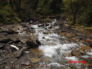 山间溪流潺潺流淌
