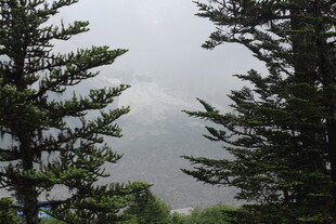 山林云雾中的挺拔松树