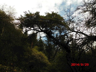 山林中茂盛树木景观