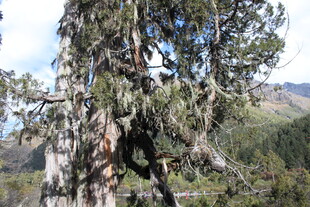 高山巨树附生繁茂苔藓
