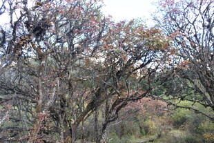 山林间的多彩树木景观