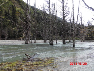枯树屹立于清澈水域