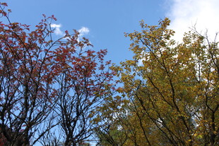 秋日多彩树木蓝天景致