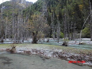 山间清澈溪流与枯木景观
