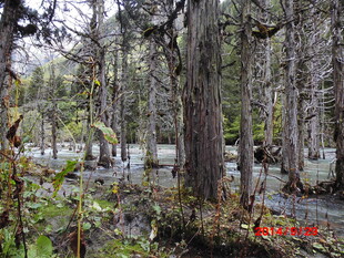 秋日森林湿地景观