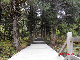 林间步道 漫步自然之境