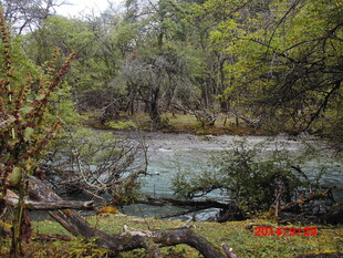 森林中的静谧溪流景观