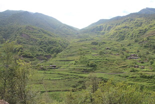 山间梯田绿意盎然