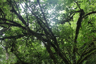 茂密林间树枝交错景象