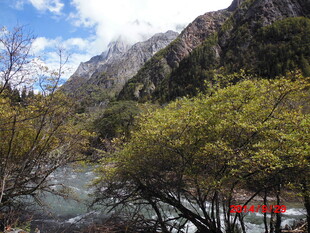 山间溪流旁的葱郁景致