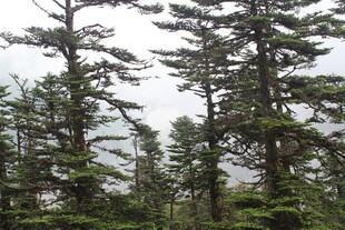 茂密森林中的高大树木