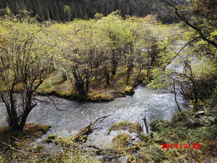 山间溪流旁的葱郁树林