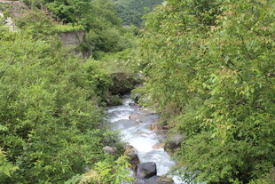 山间溪流穿林而过