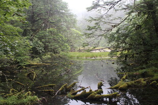 森林迷雾中的静谧小湖
