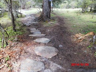 林间石板小径 自然之美