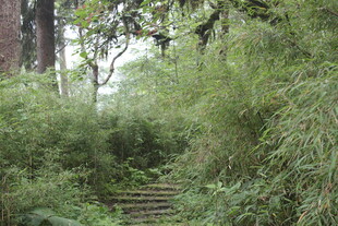 林间幽径 绿意盎然的石阶