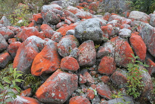 红苔覆盖的岩石堆