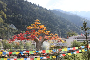 山间彩树与经幡美景