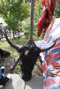 牦牛头骨与经幡景观