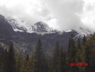 雪山下的茂密森林景观