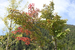 山林间多彩树木景致