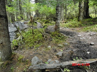 森林中的自然小径景象