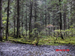 雨中静谧森林景象