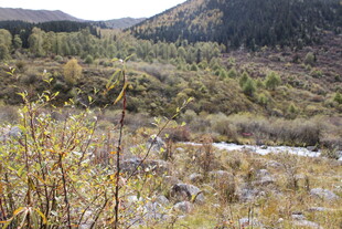 山间自然景致 绿意盎然