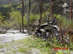 山林中的枯木残骸