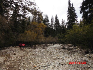 山间碎石溪流与茂密树林