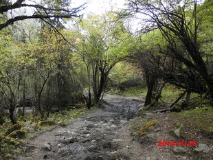 山间泥泞小道 林木环绕