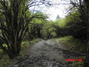 林间泥泞小道 自然景致