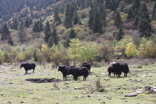 草原上的牦牛群
