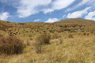 草原风光 蓝天白云下草地