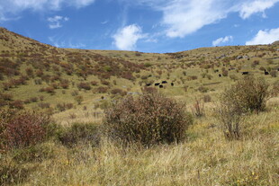 山野风光 自然植被景观