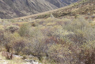 山间荒野植被景观