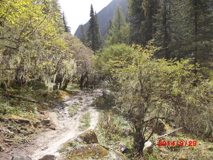 山间溪流旁的葱郁树林