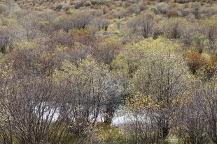 秋日树林中的蜿蜒小径